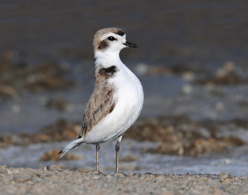 Plover, Snowy