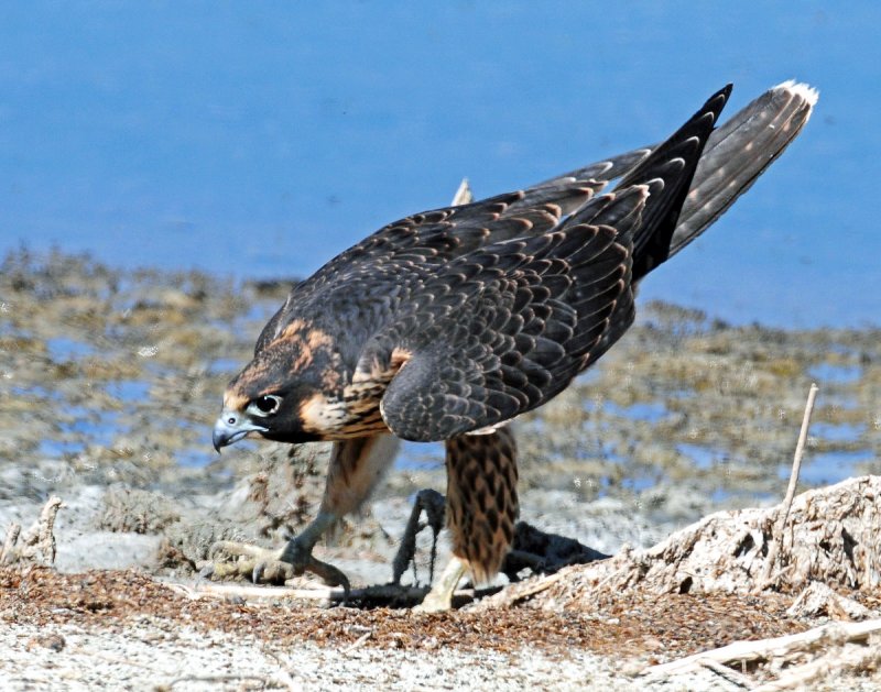 Falcon, Peregrine (Juvenile)