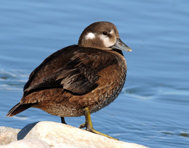 Duck, Harlequin  (Utah Female)