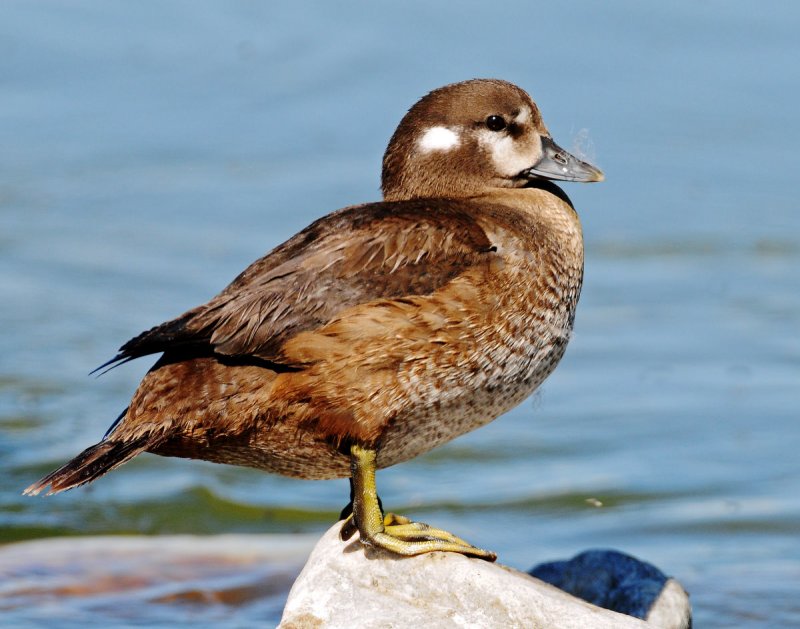 Duck, Harlequin (Juvenile Male)