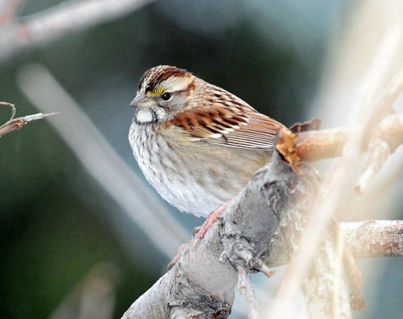 Sparrow, White-throated