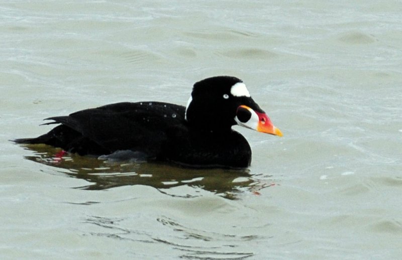 Scoter, Surf (male)