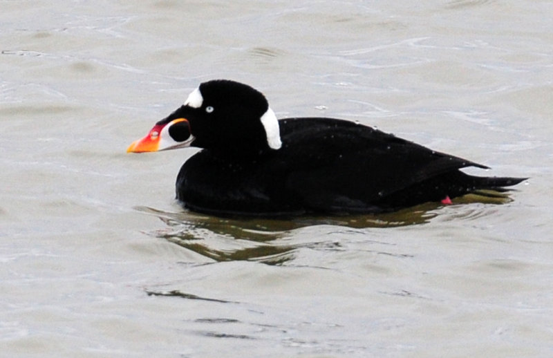 Scoter, Surf (male)