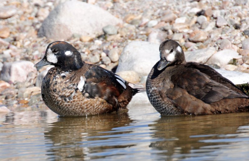 Ducks, Harlequin (11-08-2011)