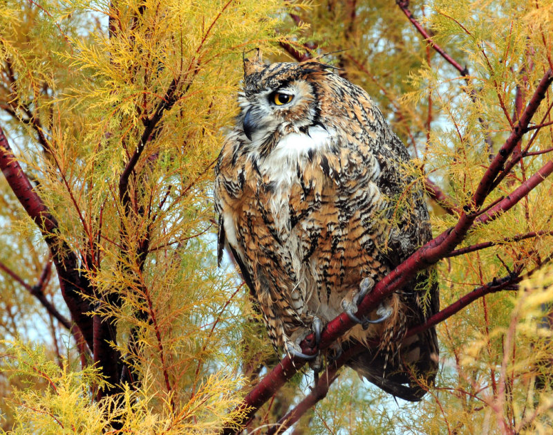 Owl, Great Horned