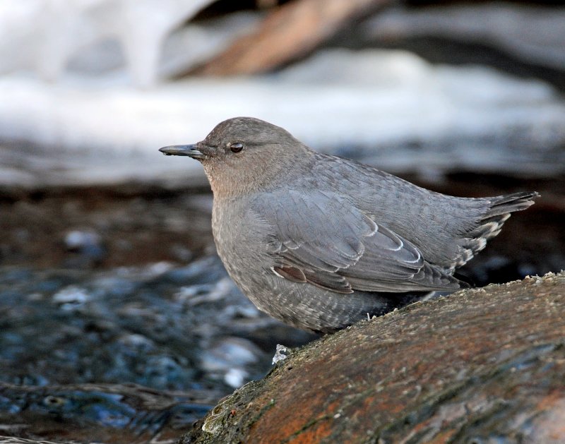 Dipper, American