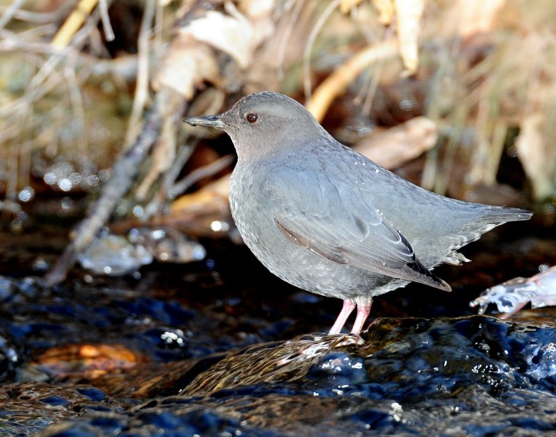 Dipper, American