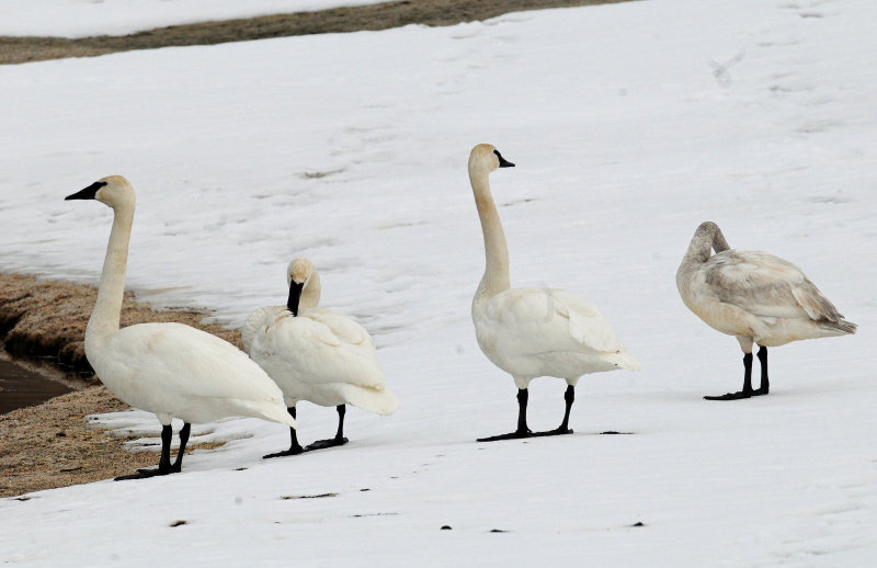 Swans, Tundrampeter