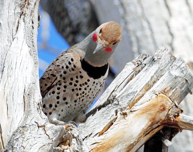 Flicker, Northern--Hybrid (Red Shaft X Yellow Shaft)