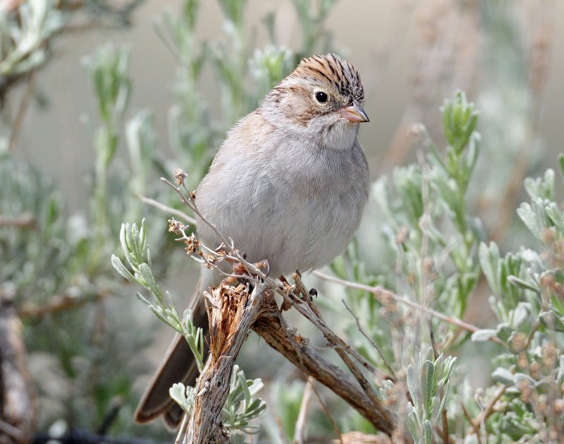 Sparrow, Brewers