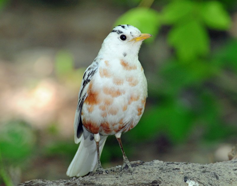 Robin, American (partial albino)