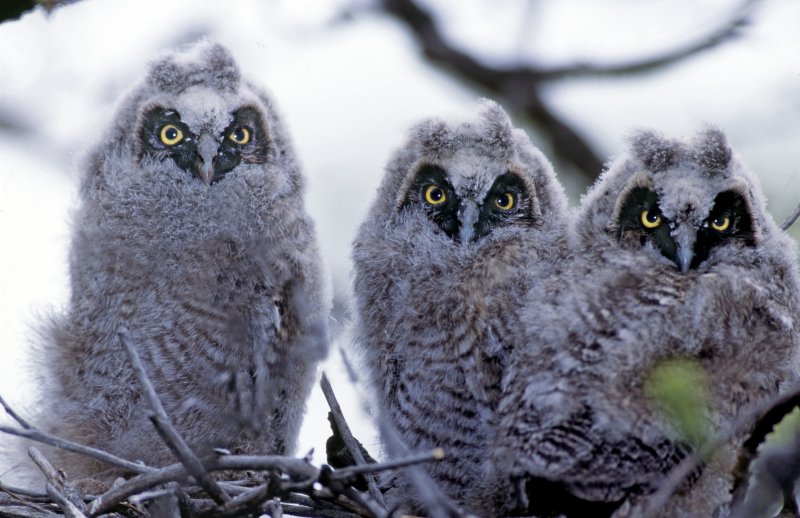 Owl, Long-eared (fledglings)