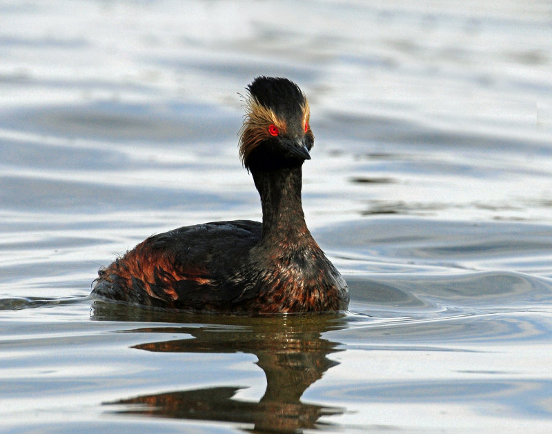 Grebes Eared