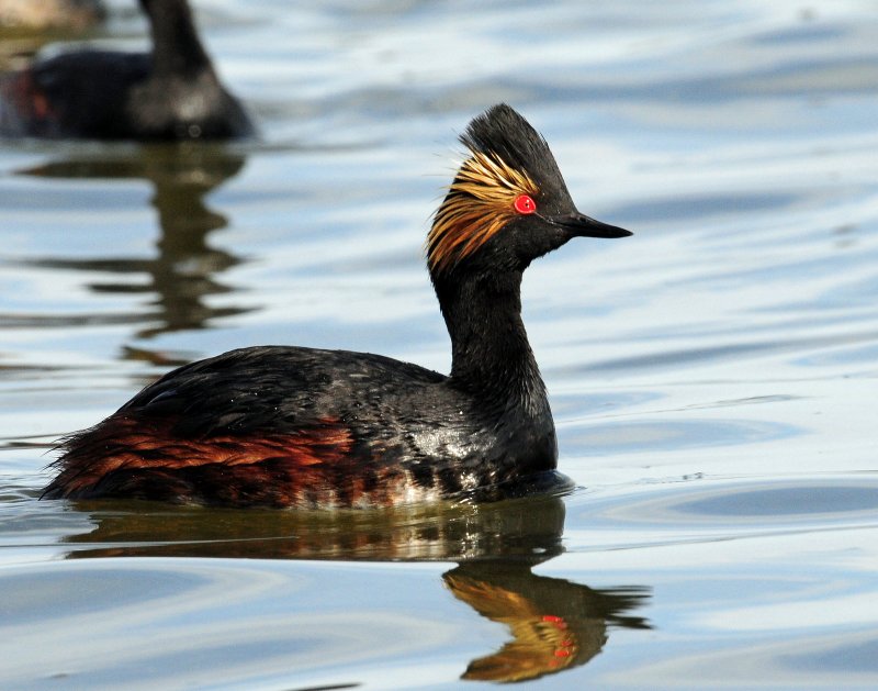 Grebes Eared