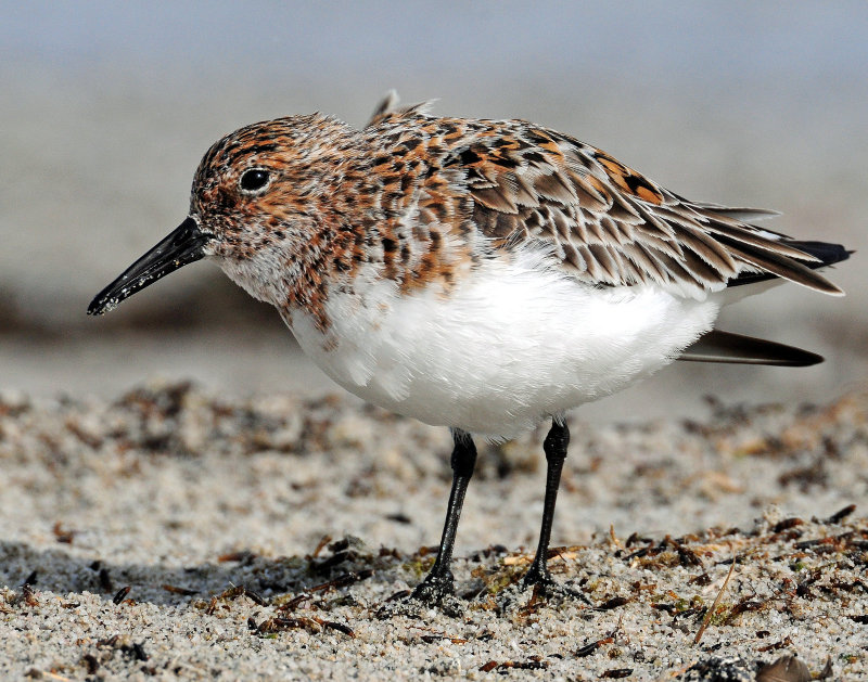 Sanderlings