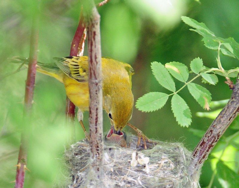 Warbler, Yellow