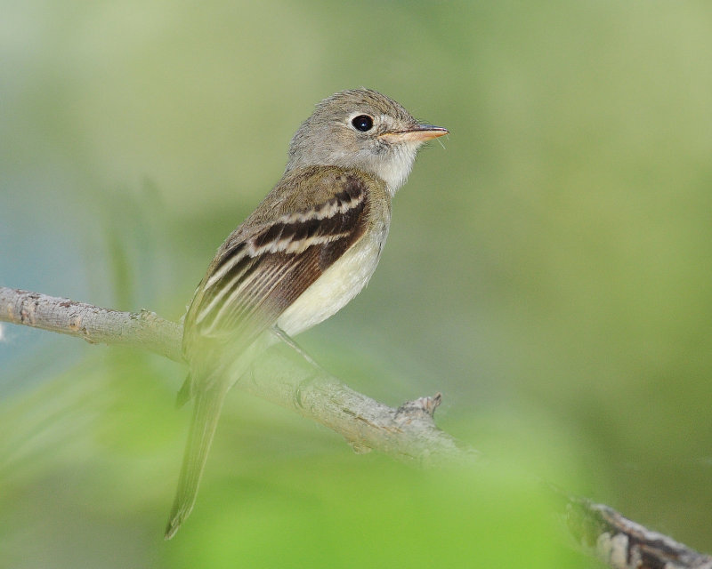 Flycatcher Least D-040.jpg