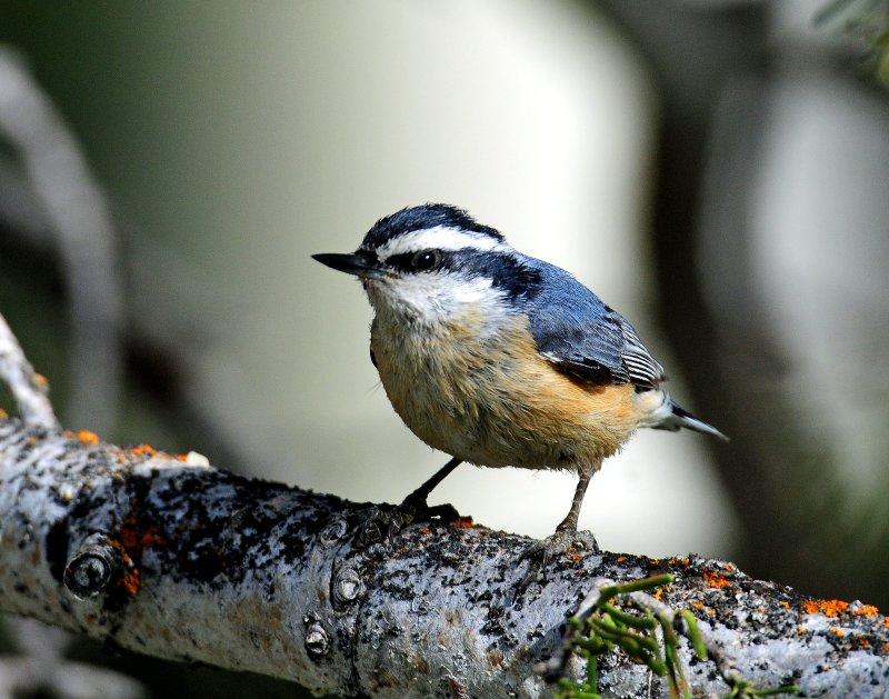 Nuthatch, Red-breasted