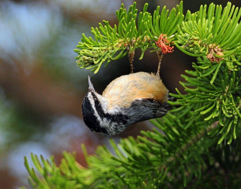 Nuthatch, Red-breasted