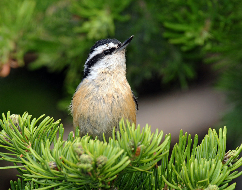 Nuthatch, Red-breasted