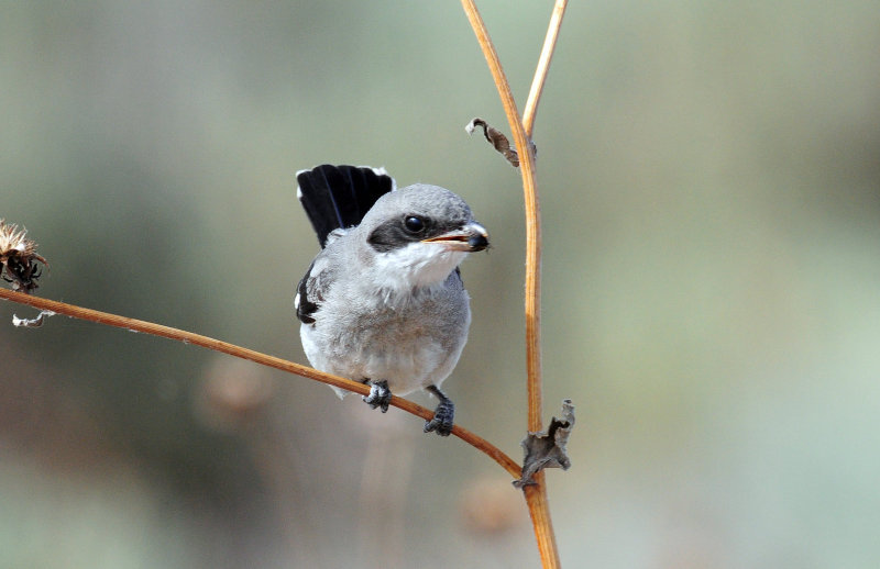 Shrike, Loggerhead (juvenile)