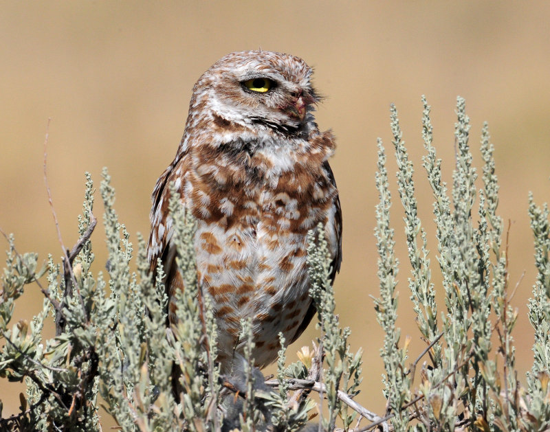 Owl, Burrowing