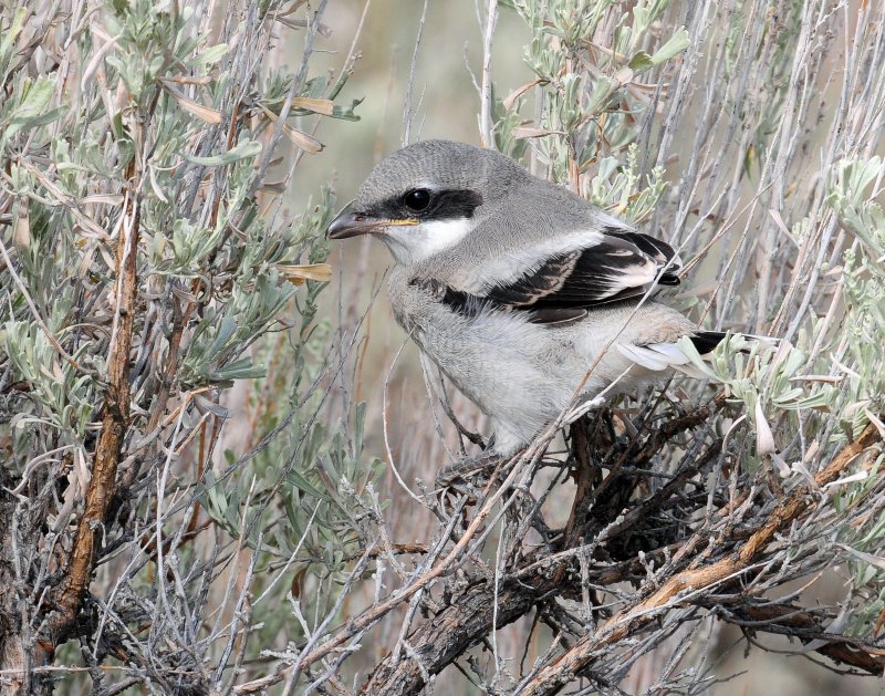 Shrike Loggerhead D-211 .jpg