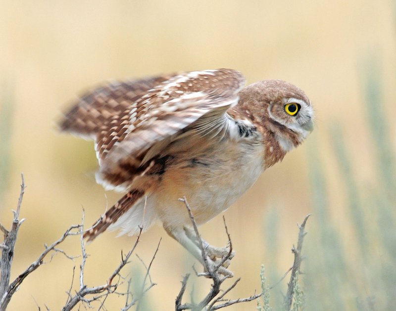 Owl, Burrowing (Fledgling)