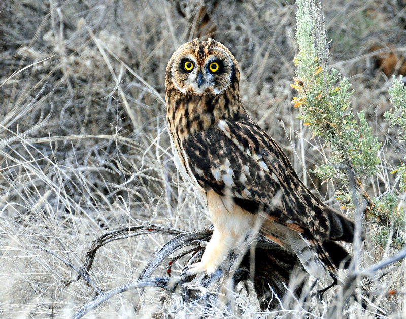 Owl, Short-eared