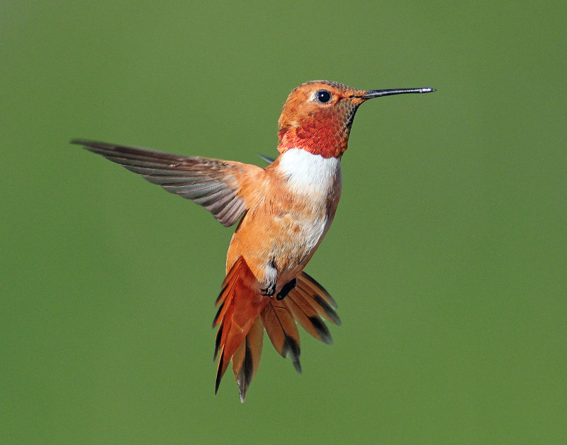 Hummingbirds, Rufous