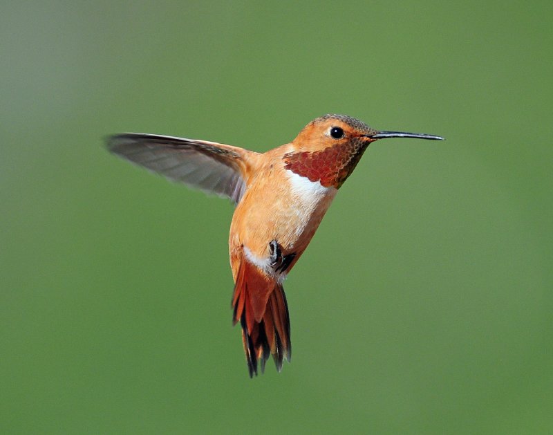 Hummingbirds, Rufous