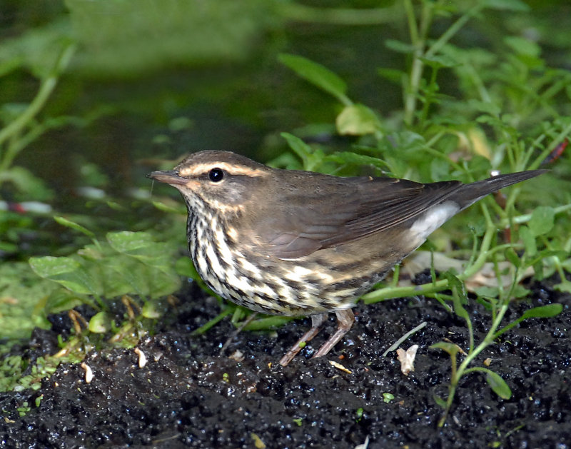 Waterthrush, Northerm