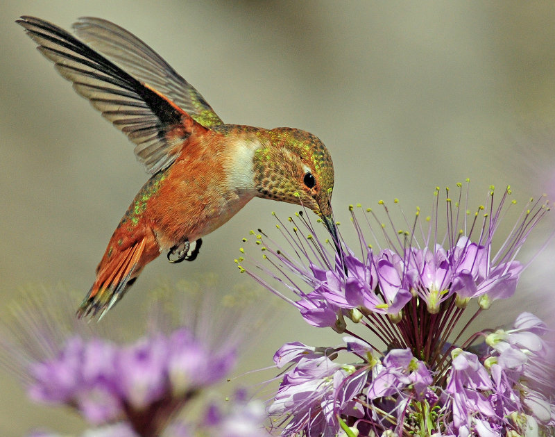 Hummingbird, Rufous