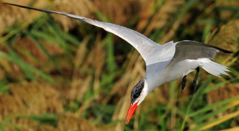 Tern, Caspian