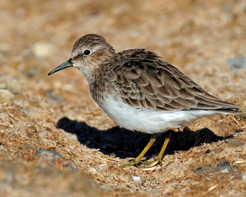 Sandpipers, Least