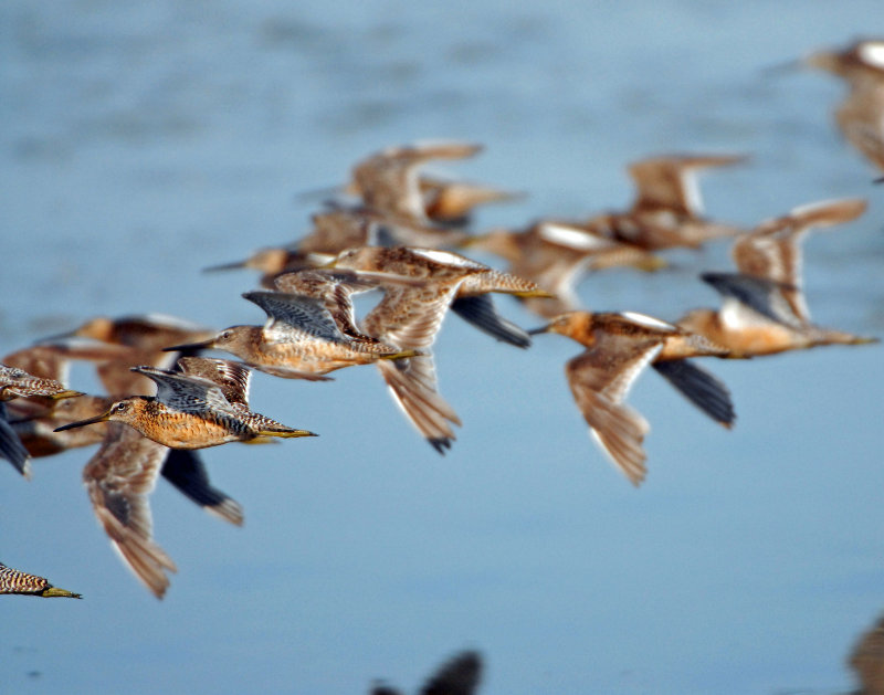 Dowitcher Long-billed D-021.jpg