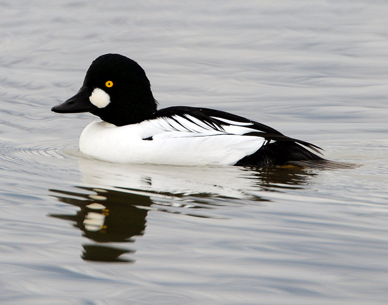 Goldeneye CommonD-014.jpg