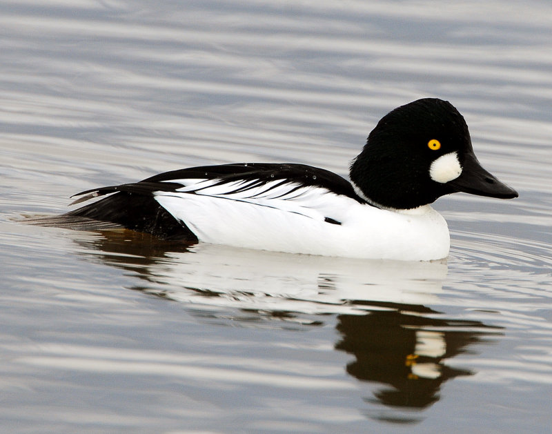 Goldeneye CommonD-018.jpg