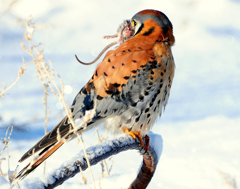 Kestrel American D-074.jpg