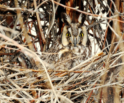 Owl, Long-eared