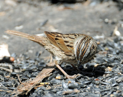 Sparrow, Lincolns