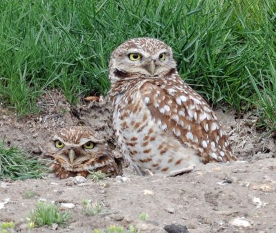 Owls, Burrowing, 4-17-2011