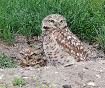 Owls, Burrowing,  4-17-2011