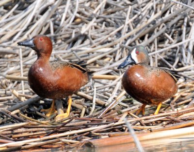 Teal, Blue- Winged X Cinnamon (Hybrid)