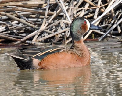 Teal, Blue- Winged X Cinnamon (Hybrid)