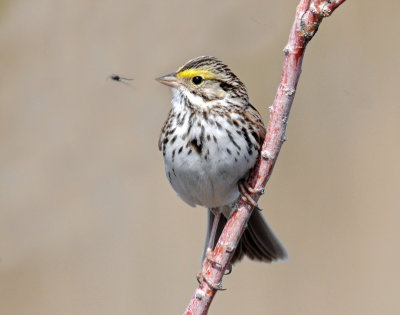 Sparrow, Savannah