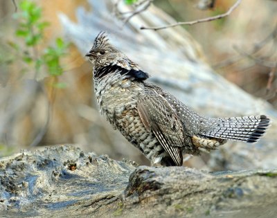 Grouse, Ruffed