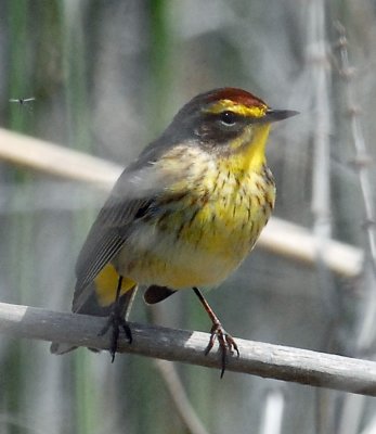 Warbler, Palm