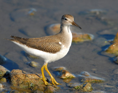 Sandpiper Spotted D-004.jpg
