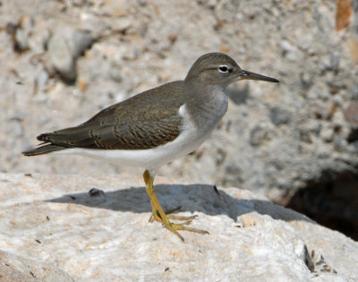 Sandpiper Spotted D-013.jpg